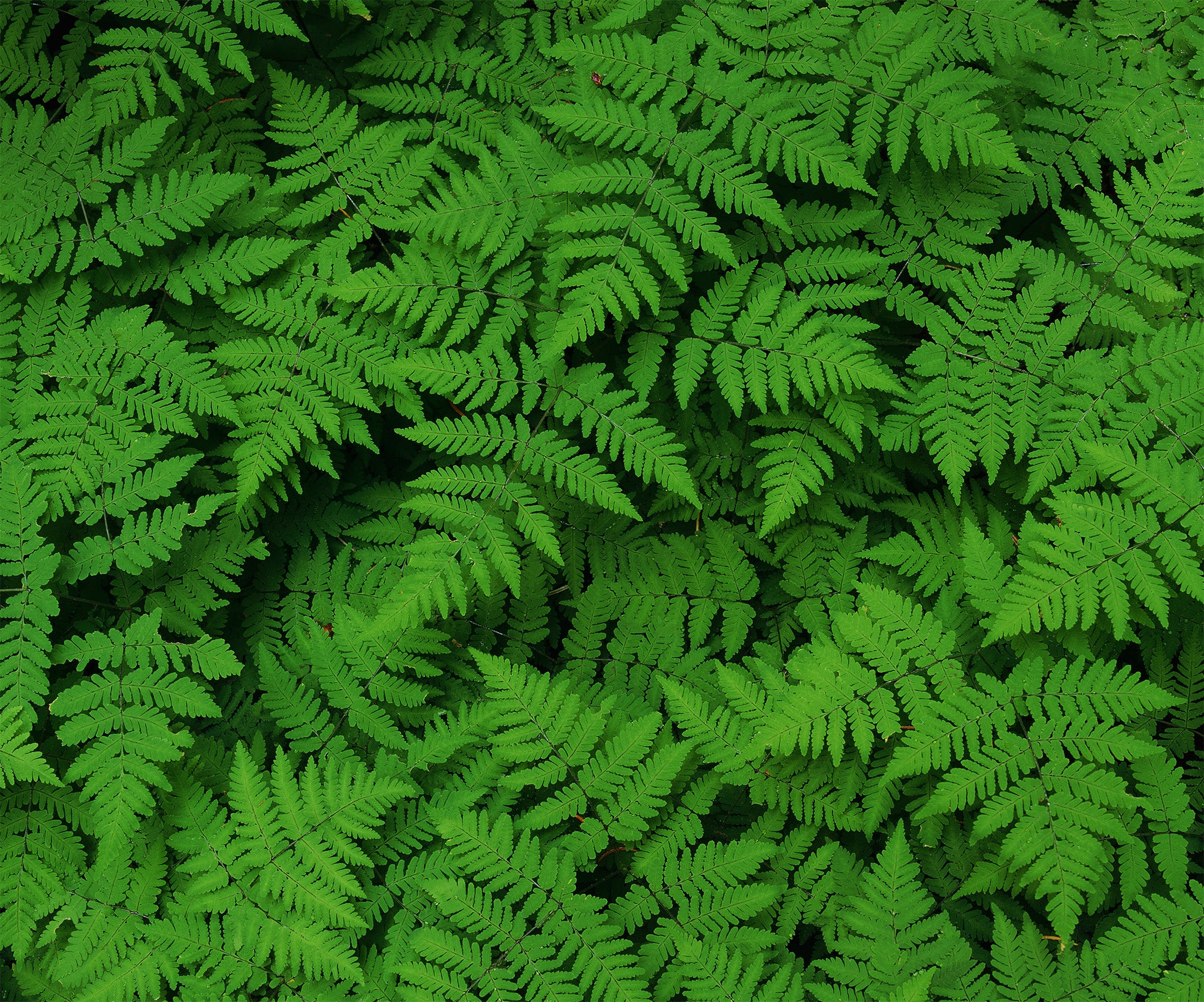 A vibrant green close up of multiple ferns covering the entire image.